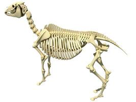 Horse Skeleton anatomy 3D rendering photo