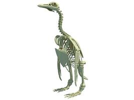 Penguin Skeleton anatomy 3D rendering on white background photo