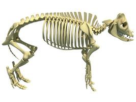 Pig Skeleton anatomical animal 3D rendering on white background photo