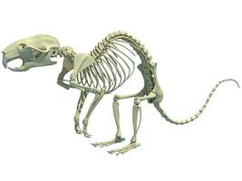 Rat Skeleton anatomy 3D rendering on white background photo