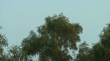 vert mangeur d'abeilles - une troupeau de des oiseaux en volant dans et en dehors de le des arbres dans le soir dans grand Nombres et avec magnifique couleurs. local des oiseaux sont en volant en dehors et dans le des arbres. video