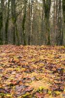 Close up shot of the trees in the forest. Nature photo