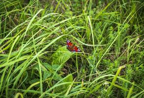 Close up shot of peacock butterfly. Nature photo