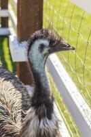 Close up shot of the emu ostrich in the zoo. Animals photo