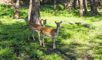 Shot of the deers in the forest. Animals photo