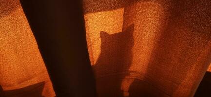 Silhouette of the cat playing behind the curtain. Pets photo