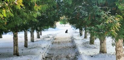 Landscape shot of the street on the winter day. Stray cat sitting on path walk. Season photo