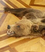 Shot of the skin of the bear in the hunting room of the house. Decor photo