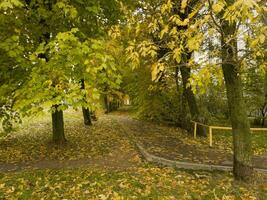 Disparo de el vistoso otoño arboles naturaleza foto