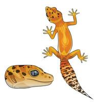 Vector illustration of an eublepharis Leopard gecko tangerine