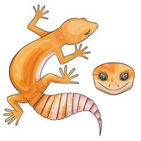 Vector illustration of an eublepharis Leopard gecko tangerine