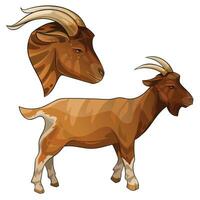 Vector illustration of a Golden Guernsey goat