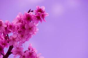 Cherry trees in full blossom. Close-up shot of Cherry blossom tree against clear blue sky. Japanese traditional custom of flower viewing. Japanese cultures. photo