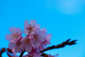 Cereza arboles en lleno florecer. de cerca Disparo de Cereza florecer árbol en contra claro azul cielo. japonés tradicional personalizado de flor visita. japonés culturas foto
