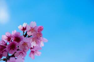 Cereza arboles en lleno florecer. de cerca Disparo de Cereza florecer árbol en contra claro azul cielo. japonés tradicional personalizado de flor visita. japonés culturas foto