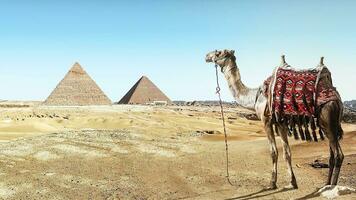 un hermosa imagen de un camello en frente de el pirámides en giza, Egipto foto