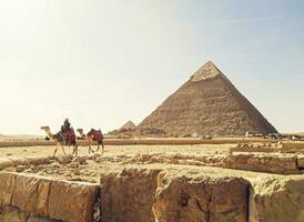 un hermosa imagen de un camello en frente de el pirámides en giza, Egipto foto