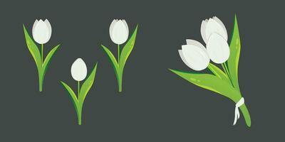 Tulip flowers set. Flower plants with white petals. Botanical vector illustration on isolated background. Spring flowers for women's day, mother's day, easter and other holidays. white tulips