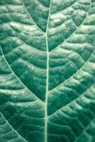 Green leaf background photo