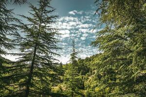 Cedars trees lands photo