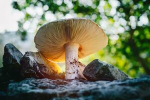 hermosa amanita en el bosque foto