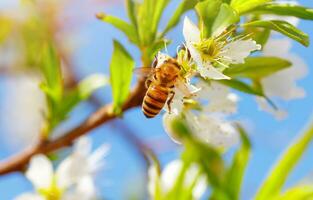 Little bee on blooming tree photo