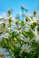 Beautiful gentle camomiles photo