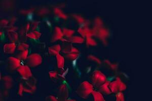 Red flowers background photo