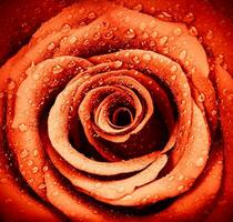 Red rose background photo