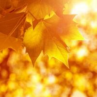 Abstract autumn background photo