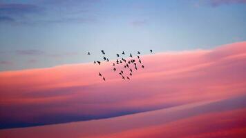 Birds migration over pink sunset sky photo