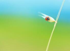 Cute ladybird on wheat spike photo