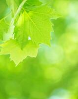 Fresh green foliage background photo