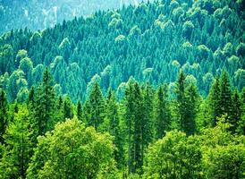 Fresh green forest photo