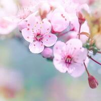 hermosa Cereza florecer frontera foto