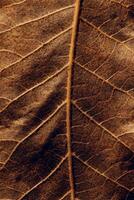 Beautiful dry brown tree leaf background photo