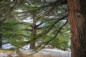 The Cedars of God photo