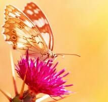 hermosa mariposa en flor foto