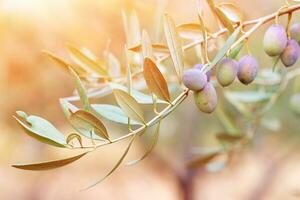 Olive tree branch photo
