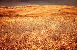 Golden dry wheat field photo