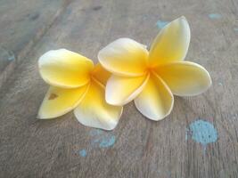 plumeria flores en bokeh fondo, hermosa flores en el jardín ,blanco flor asiático, Hawai, frangipani flor, leelawadee foto