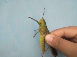 Hand holding grasshopper in the blue background photo