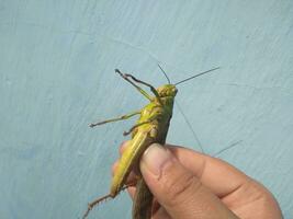 Hand holding grasshopper in the blue background photo