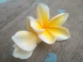 Booming yellow and white frangipani or plumeria, spa flowers with green leaves on their tree in evening light with natural blurred green background. photo