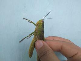 Hand holding grasshopper in the blue background photo