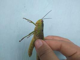 mano participación saltamontes en el azul antecedentes foto