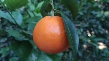 Fresh orange fruit on tree at garden photo