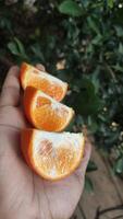 Fresco corte naranjas en del hombre mano en naranja granja foto