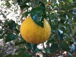 Beautiful fresh orange in a garden tree photo
