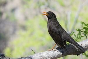 Thrush bird posing for the camera on a log. photo